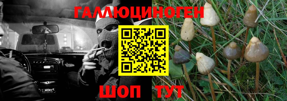 Псилоцибиновые грибы Psilocybe  Вход с VPN  Тосно 
